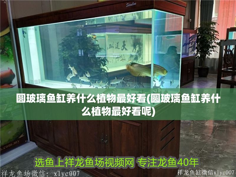 圓玻璃魚缸養什么植物最好看(圓玻璃魚缸養什么植物最好看呢)