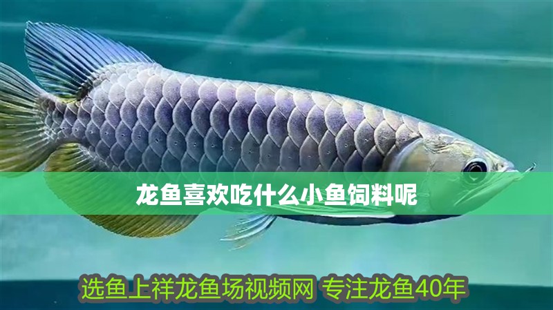 龍魚喜歡吃什么小魚飼料呢 龍魚喜歡吃什么小魚飼料呢 龍魚百科 第2張