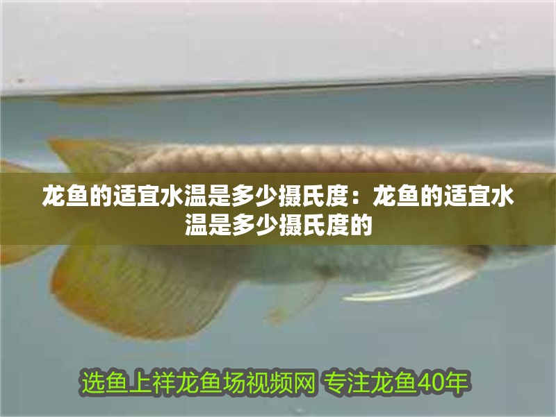 龍魚的適宜水溫是多少攝氏度：龍魚的適宜水溫是多少攝氏度的