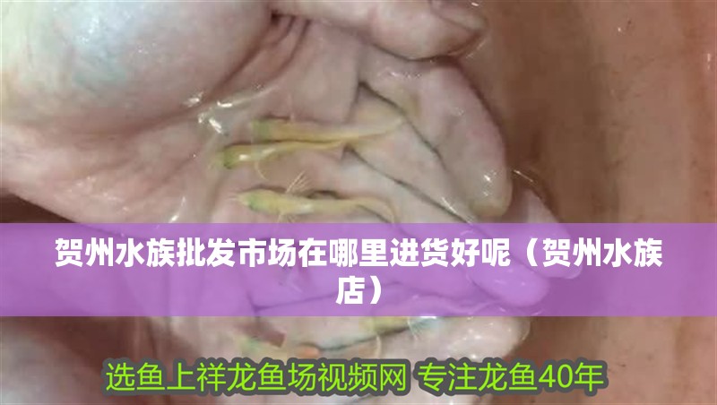 賀州水族批發市場在哪里進貨好呢（賀州水族店）