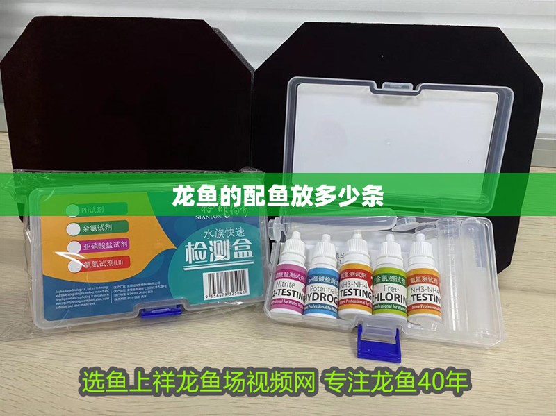 龍魚的配魚放多少條