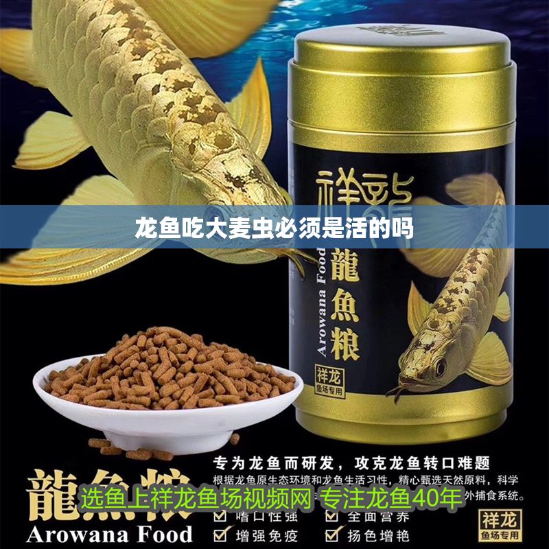 龍魚吃大麥蟲必須是活的嗎