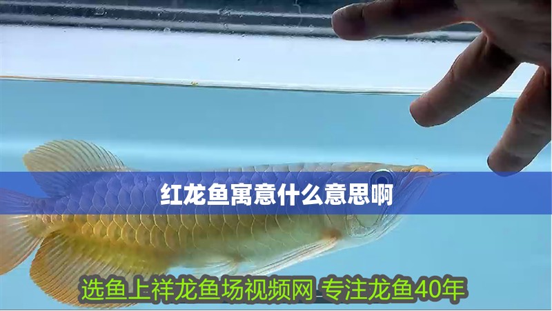 紅龍魚寓意什么意思啊