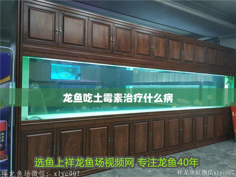 龍魚吃土霉素治療什么病