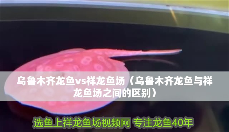 烏魯木齊龍魚vs祥龍魚場（烏魯木齊龍魚與祥龍魚場之間的區(qū)別）
