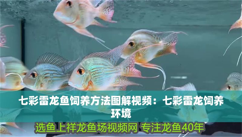 七彩雷龍魚飼養(yǎng)方法圖解視頻：七彩雷龍飼養(yǎng)環(huán)境 七彩雷龍魚飼養(yǎng)方法圖解視頻：七彩雷龍飼養(yǎng)環(huán)境 龍魚百科 第1張