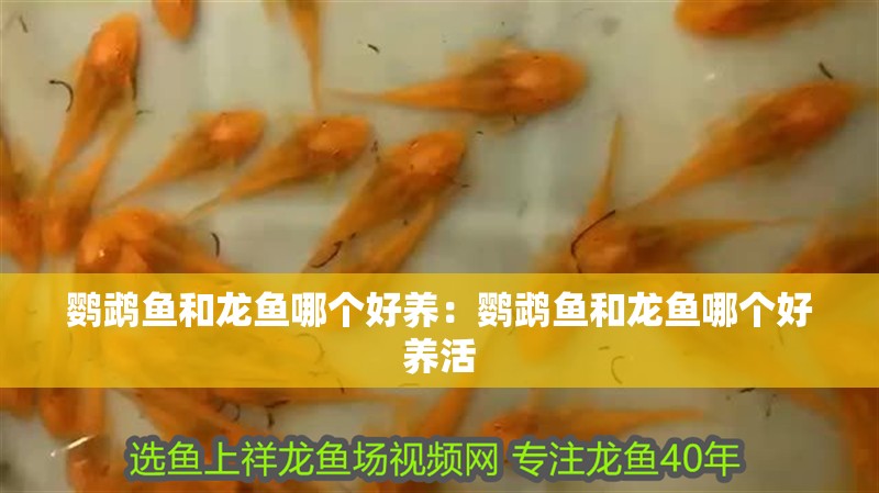 鸚鵡魚和龍魚哪個好養：鸚鵡魚和龍魚哪個好養活
