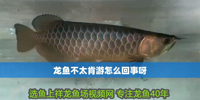 龍魚不太肯游怎么回事呀 龍魚百科 第2張 龍魚不太肯游怎么回事呀 龍魚不太肯游怎么回事呀 龍魚百科 第2張