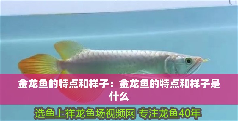 金龍魚的特點和樣子：金龍魚的特點和樣子是什么 金龍魚的特點和樣子：金龍魚的特點和樣子是什么 水族問答