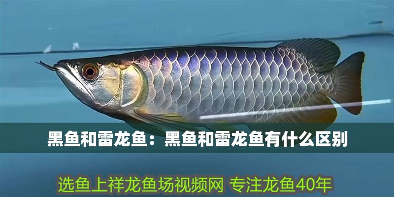 黑魚和雷龍魚：黑魚和雷龍魚有什么區別