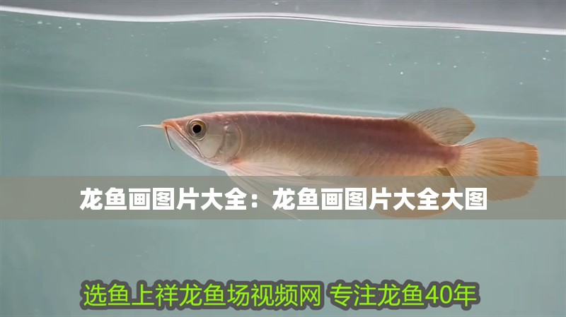 龍魚翻譯 龍魚翻譯 龍魚百科 第2張