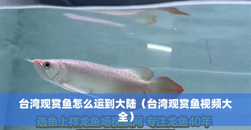 臺灣觀賞魚怎么運到大陸（臺灣觀賞魚視頻大全）