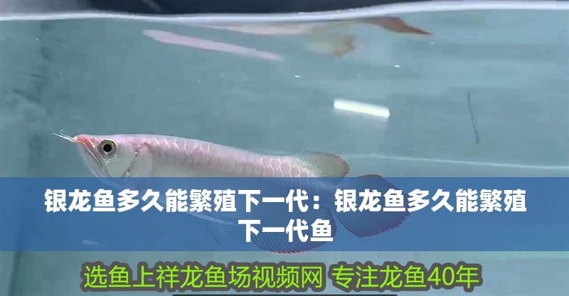銀龍魚多久能繁殖下一代：銀龍魚多久能繁殖下一代魚