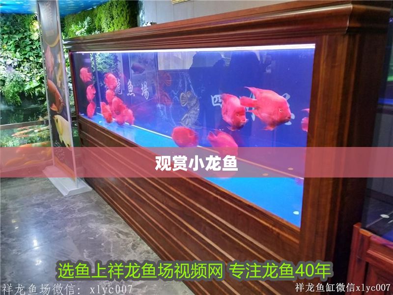 觀賞小龍魚 觀賞小龍魚 龍魚百科 第1張