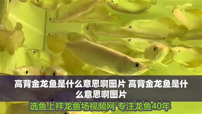 高背金龍魚是什么意思啊圖片 高背金龍魚是什么意思啊圖片