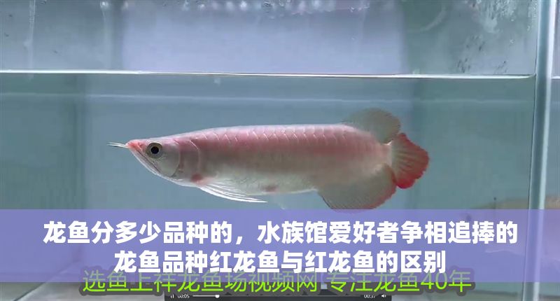 龍魚(yú)分多少品種的，水族館愛(ài)好者爭(zhēng)相追捧的龍魚(yú)品種紅龍魚(yú)與紅龍魚(yú)的區(qū)別 龍魚(yú)分多少品種的，水族館愛(ài)好者爭(zhēng)相追捧的龍魚(yú)品種紅龍魚(yú)與紅龍魚(yú)的區(qū)別 龍魚(yú)百科 第2張
