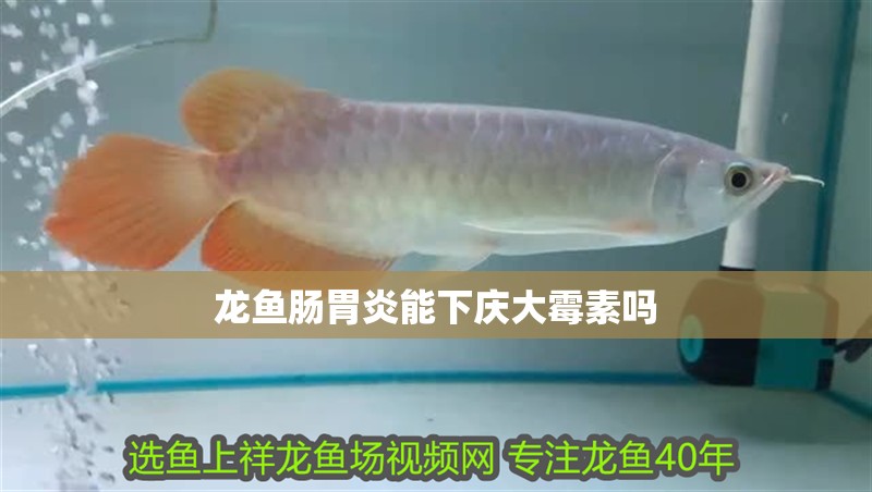 龍魚腸胃炎能下慶大霉素嗎