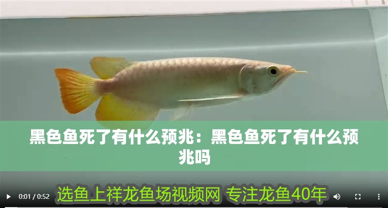 黑色魚(yú)死了有什么預(yù)兆：黑色魚(yú)死了有什么預(yù)兆嗎