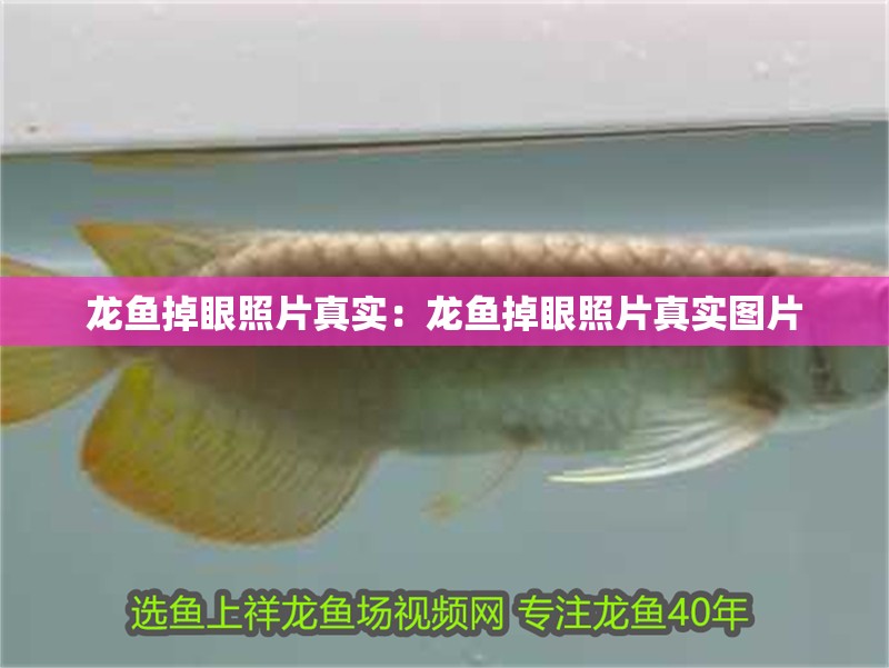龍魚掉眼照片真實：龍魚掉眼照片真實圖片