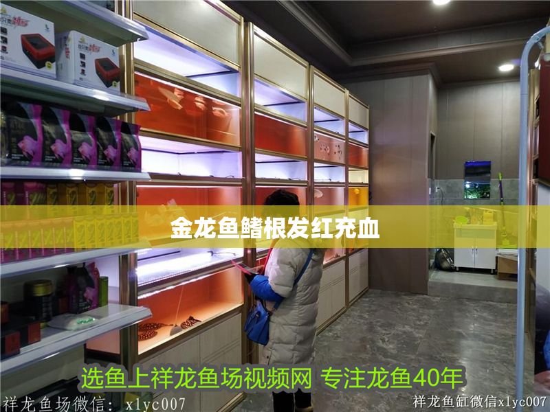 金龍魚鰭根發紅充血