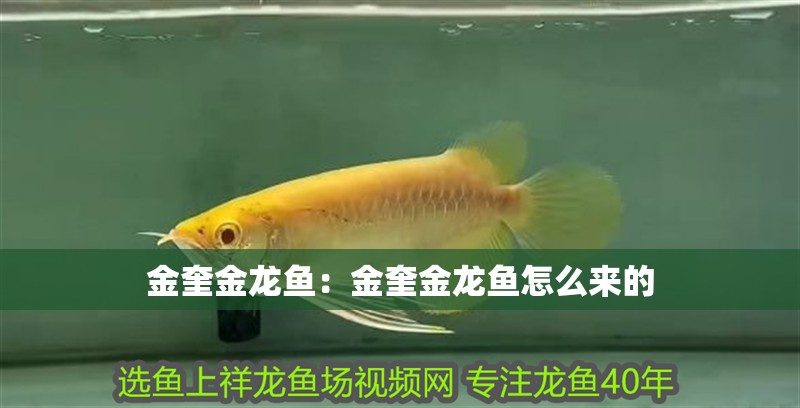 金奎金龍魚：金奎金龍魚怎么來(lái)的 金奎金龍魚：金奎金龍魚怎么來(lái)的 水族問(wèn)答
