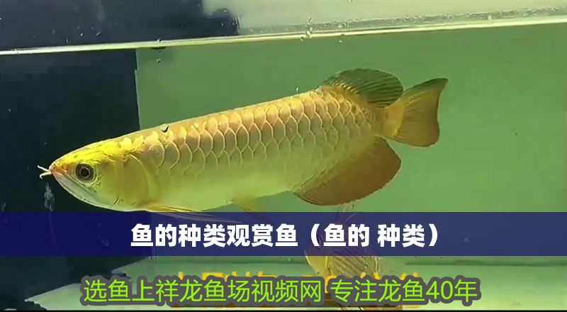 魚的種類觀賞魚（魚的 種類）