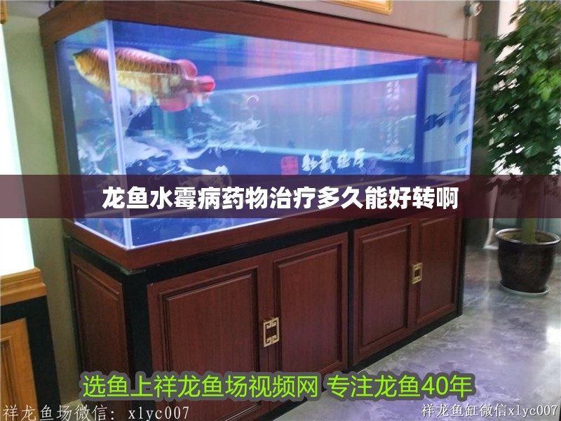 龍魚水霉病藥物治療多久能好轉啊 龍魚百科 第2張 龍魚水霉病藥物治療多久能好轉啊 龍魚水霉病藥物治療多久能好轉啊 龍魚百科 第2張