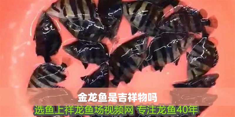 金龍魚是吉祥物嗎