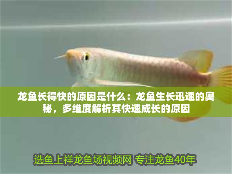 龍魚長(zhǎng)得快的原因是什么：龍魚生長(zhǎng)迅速的奧秘，多維度解析其快速成長(zhǎng)的原因