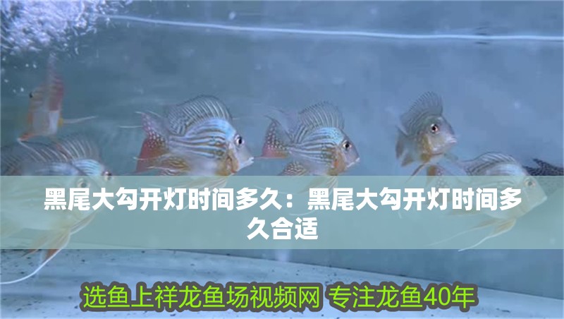 黑尾大勾開燈時間多久：黑尾大勾開燈時間多久合適