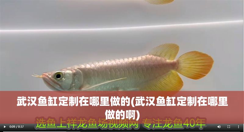 武漢魚缸定制在哪里做的(武漢魚缸定制在哪里做的啊)