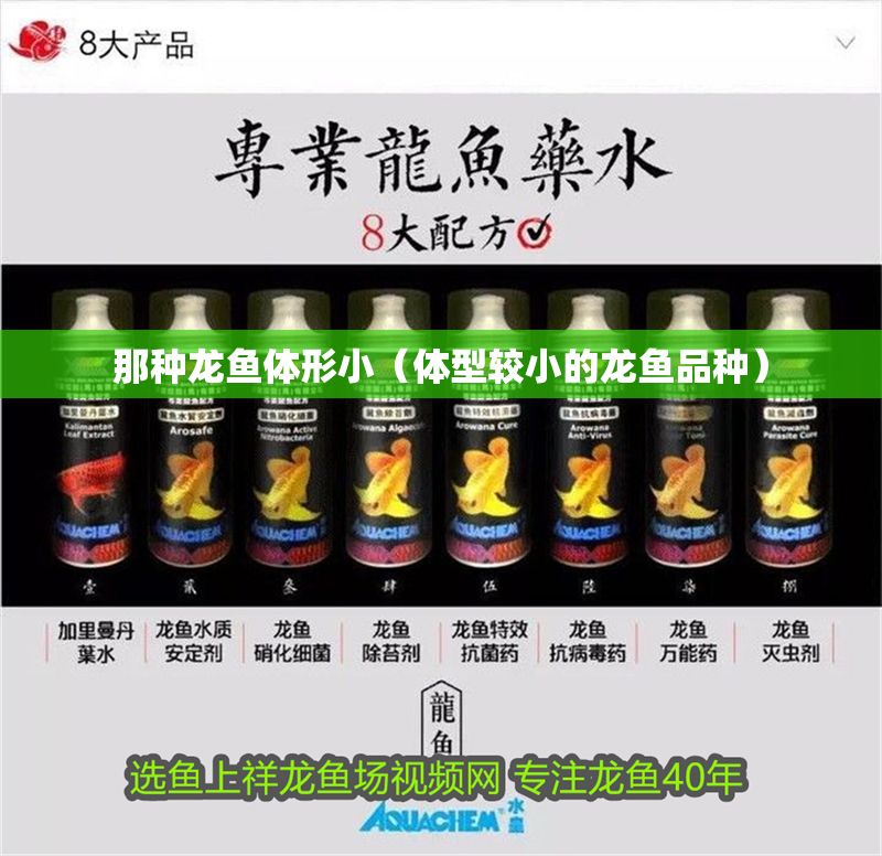 那種龍魚體形小（體型較小的龍魚品種）