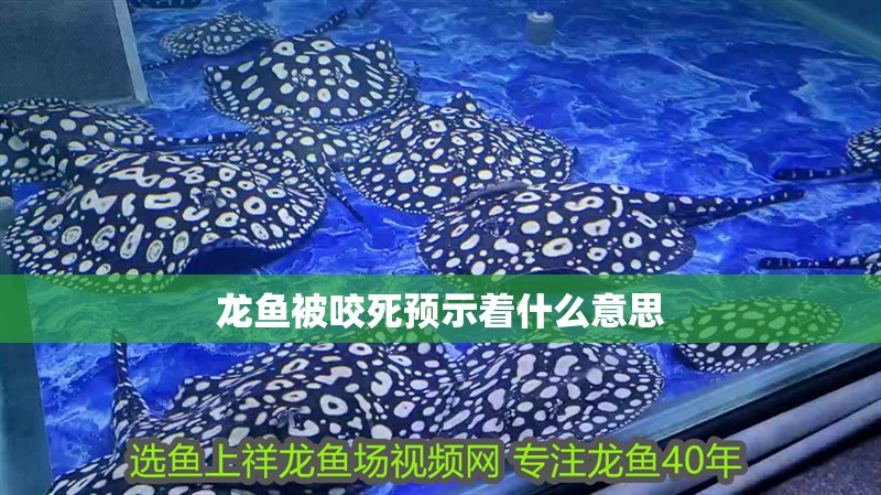 龍魚被咬死預(yù)示著什么意思