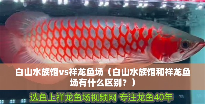 <strong><mark>白山</mark></strong>水族館vs祥龍魚場（<strong><mark>白山</mark></strong>水族館和祥龍魚場有什么區別？）