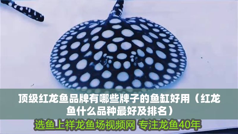 頂級(jí)紅龍魚(yú)品牌有哪些牌子的魚(yú)缸好用（紅龍魚(yú)什么品種最好及排名）
