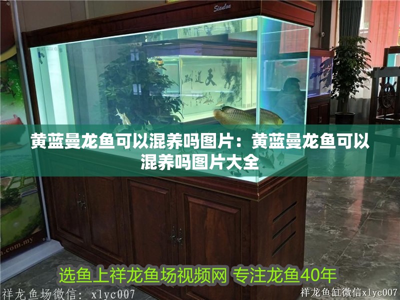 黃藍曼龍魚可以混養嗎圖片：黃藍曼龍魚可以混養嗎圖片大全