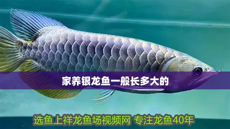 家養(yǎng)銀龍魚一般長(zhǎng)多大的