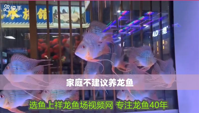 家庭不建議養龍魚