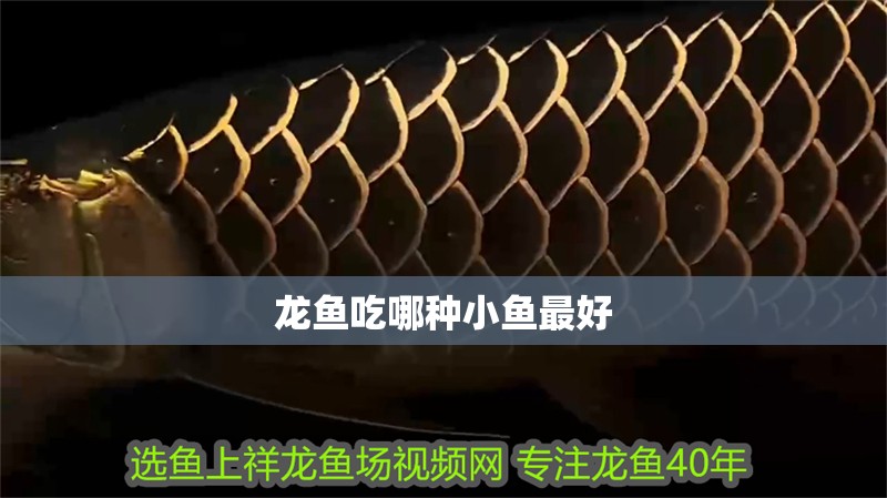 龍魚吃哪種小魚最好