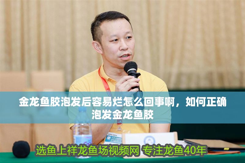 金龍魚膠泡發后容易爛怎么回事啊，如何正確泡發金龍魚膠