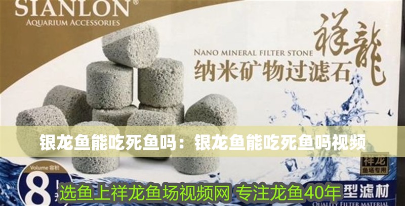 銀龍魚能吃死魚嗎：銀龍魚能吃死魚嗎視頻
