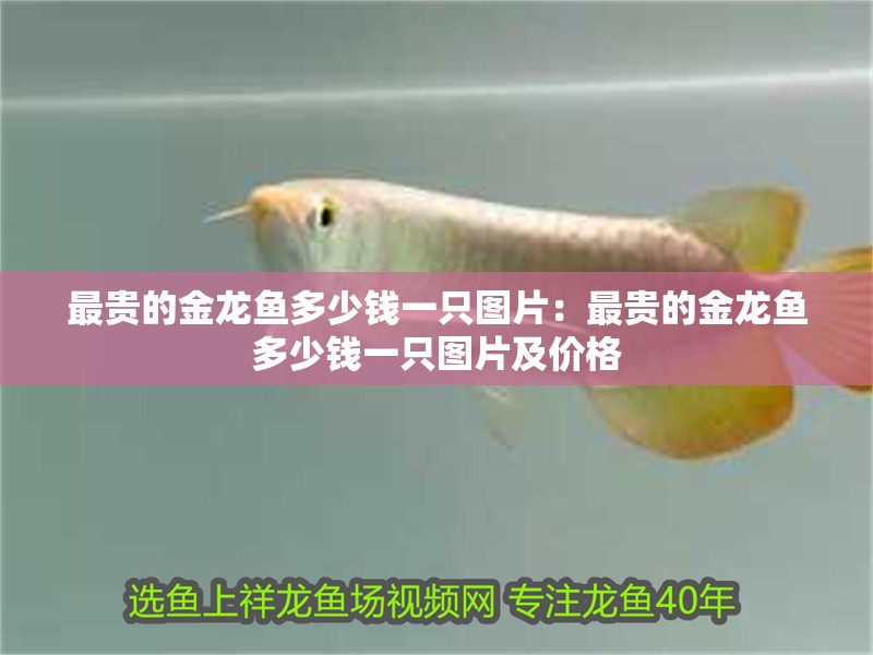 最貴的金龍魚多少錢一只圖片:最貴的金龍魚多少錢一只圖片及價格 水族問答 最貴的金龍魚多少錢一只圖片:最貴的金龍魚多少錢一只圖片及價格 最貴的金龍魚多少錢一只圖片:最貴的金龍魚多少錢一只圖片及價格 水族問答