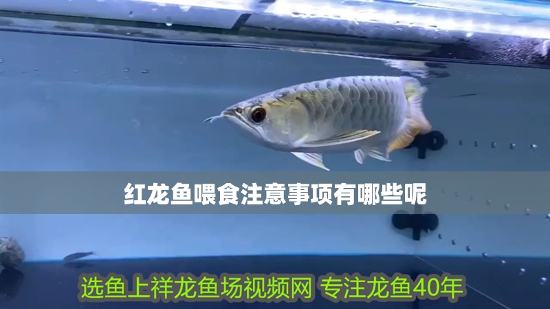 紅龍魚喂食注意事項有哪些呢