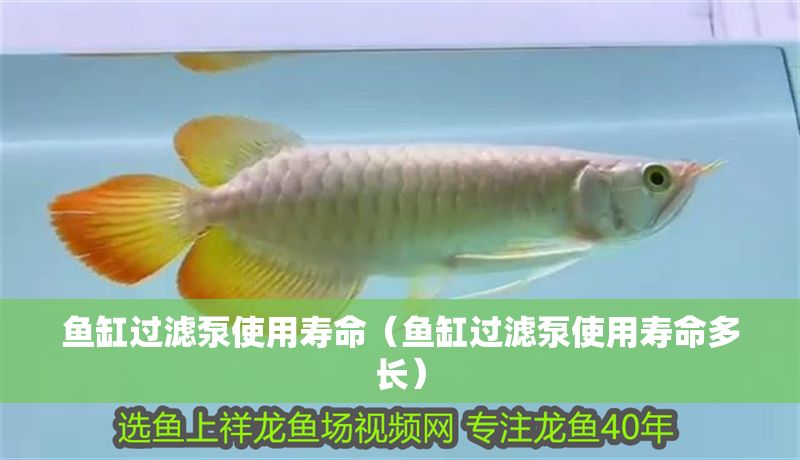 魚缸過濾泵使用壽命（魚缸過濾泵使用壽命多長）