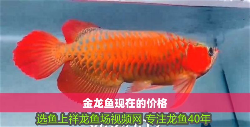 金龍魚現在的價格 金龍魚現在的價格 龍魚百科 第2張