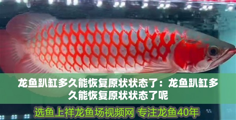 龍魚趴缸多久能恢復原狀狀態了:龍魚趴缸多久能恢復原狀狀態了呢 水族問答 龍魚趴缸多久能恢復原狀狀態了:龍魚趴缸多久能恢復原狀狀態了呢 龍魚趴缸多久能恢復原狀狀態了:龍魚趴缸多久能恢復原狀狀態了呢 水族問答