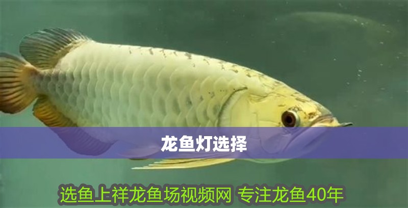 龍魚燈選擇 龍魚燈選擇 龍魚百科 第2張