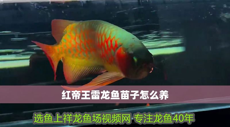 紅帝王雷龍魚苗子怎么養(yǎng) 紅帝王雷龍魚苗子怎么養(yǎng) 龍魚百科 第1張