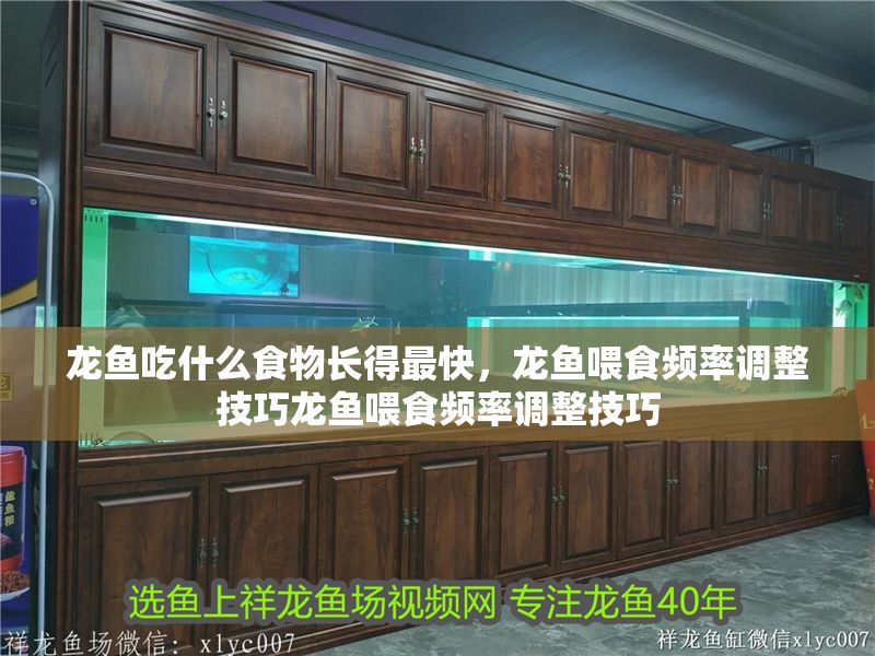 龍魚吃什么食物長得最快，龍魚喂食頻率調整技巧龍魚喂食頻率調整技巧 龍魚吃什么食物長得最快，龍魚喂食頻率調整技巧龍魚喂食頻率調整技巧 龍魚百科 第2張
