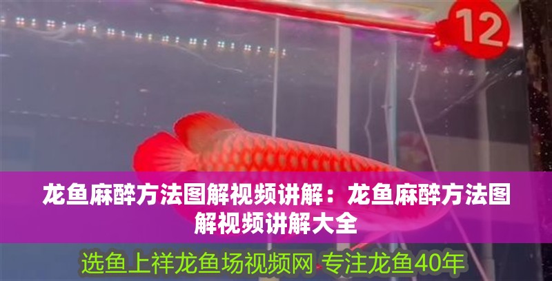 龍魚麻醉方法圖解視頻講解：龍魚麻醉方法圖解視頻講解大全